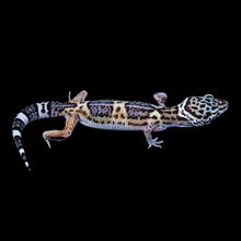Load image into Gallery viewer, Leopard Gecko (Mack Snow 66% Het Tremper 66% Het Eclipse) 0
