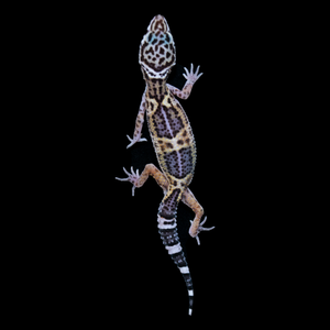 Leopard Gecko (Mack Snow 66% Het Tremper 66% Het Eclipse) 0