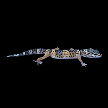 Load image into Gallery viewer, Leopard Gecko (Mack Snow 66% Het Tremper 66% Het Eclipse) 121
