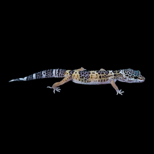 Leopard Gecko (Mack Snow 66% Het Tremper 66% Het Eclipse) 121