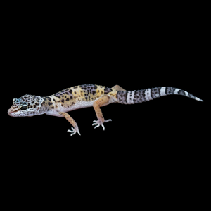 Leopard Gecko (Mack Snow 66% Het Tremper 66% Het Eclipse) 121
