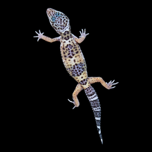 Load image into Gallery viewer, Leopard Gecko (Mack Snow 66% Het Tremper 66% Het Eclipse) 121
