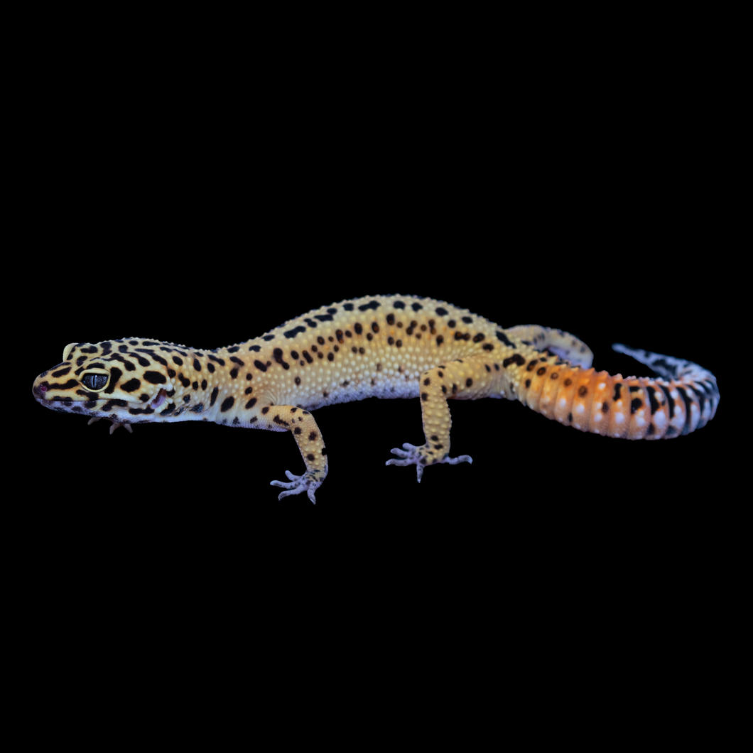 Leopard Gecko (Normal 66% Het Tremper 66% Het Eclipse) 122