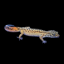 Load image into Gallery viewer, Leopard Gecko (Normal 66% Het Tremper 66% Het Eclipse) 122
