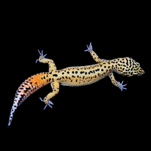 Load image into Gallery viewer, Leopard Gecko (Normal 66% Het Tremper 66% Het Eclipse) 122
