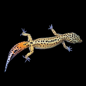 Leopard Gecko (Normal 66% Het Tremper 66% Het Eclipse) 122