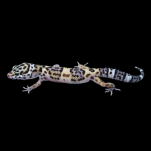 Load image into Gallery viewer, Leopard Gecko (Mack Snow 66% Het Tremper 66% Het Eclipse) 123
