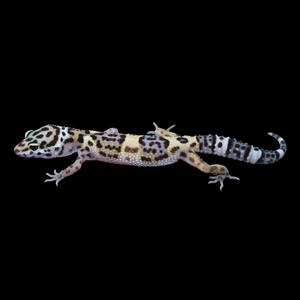 Leopard Gecko (Mack Snow 66% Het Tremper 66% Het Eclipse) 123