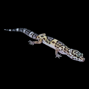 Leopard Gecko (Mack Snow 66% Het Tremper 66% Het Eclipse) 123