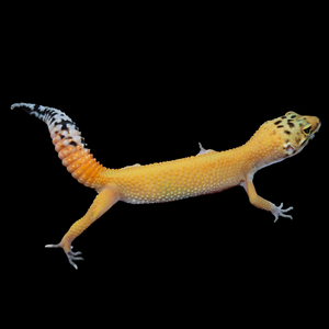 Leopard Gecko (Super Hypo Tangerine 100% Het Bell Pos Bold Stripe) 124