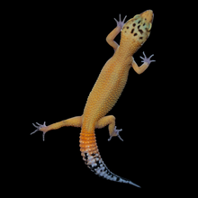 Load image into Gallery viewer, Leopard Gecko (Super Hypo Tangerine 100% Het Bell Pos Bold Stripe) 124
