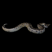 Load image into Gallery viewer, Ball Python (Clown Het VPI Axanthic) - 134
