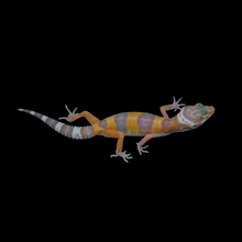 Load image into Gallery viewer, Leopard Gecko (Mack Snow Tremper Albino 66% Het Eclipse) 144
