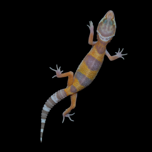 Leopard Gecko (Mack Snow Tremper Albino 66% Het Eclipse) 144