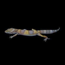 Load image into Gallery viewer, Leopard Gecko (Mack Snow Tremper Albino 50% Het Eclipse) 145
