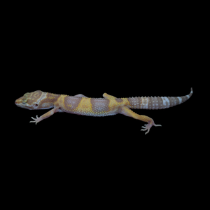 Leopard Gecko (Mack Snow Tremper Albino 50% Het Eclipse) 145