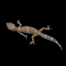 Load image into Gallery viewer, Leopard Gecko (Mack Snow Tremper Albino 50% Het Eclipse) 145
