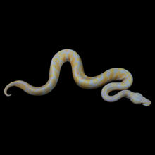 Load image into Gallery viewer, Ball Python (Candy) - 151
