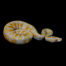 Load image into Gallery viewer, Ball Python (Candy) - 152
