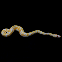 Load image into Gallery viewer, Ball Python (Candy) - 152
