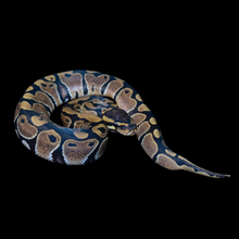 Load image into Gallery viewer, Ball Python (Normal) - 153
