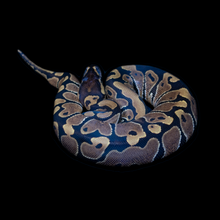 Load image into Gallery viewer, Ball Python (Normal) - 153
