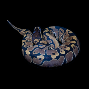 Ball Python (Normal) - 153