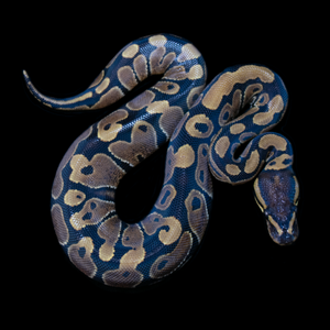 Ball Python (Normal) - 153