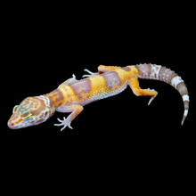 Load image into Gallery viewer, Leopard Gecko (Tremper Albino 66% Het Eclipse) 154
