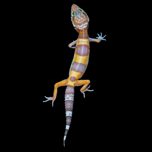 Leopard Gecko (Tremper Albino 66% Het Eclipse) 154