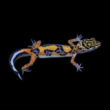 Load image into Gallery viewer, Leopard Gecko (Bold Stripe Tangerine 100% Het Tremper) 155
