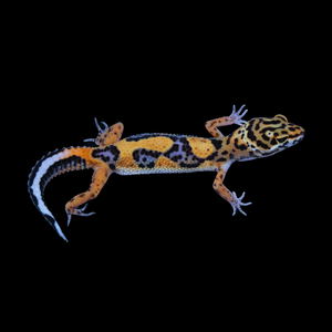Leopard Gecko (Bold Stripe Tangerine 100% Het Tremper) 155