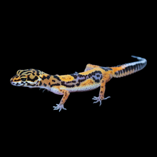 Load image into Gallery viewer, Leopard Gecko (Bold Stripe Tangerine 100% Het Tremper) 155
