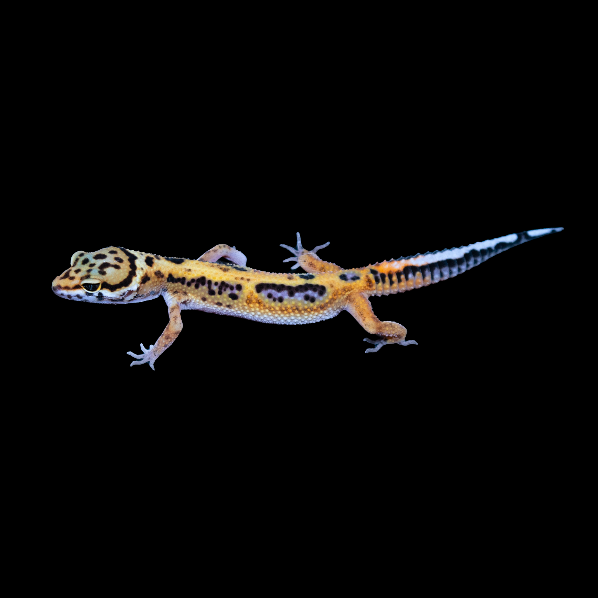 Leopard geckos (and most reptiles) require a heat gradient in