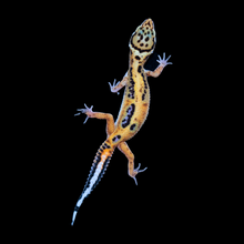Load image into Gallery viewer, Leopard Gecko (Bold Stripe Tangerine 100% Het Tremper) 156
