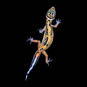 Leopard Gecko (Bold Stripe Tangerine 100% Het Tremper) 156