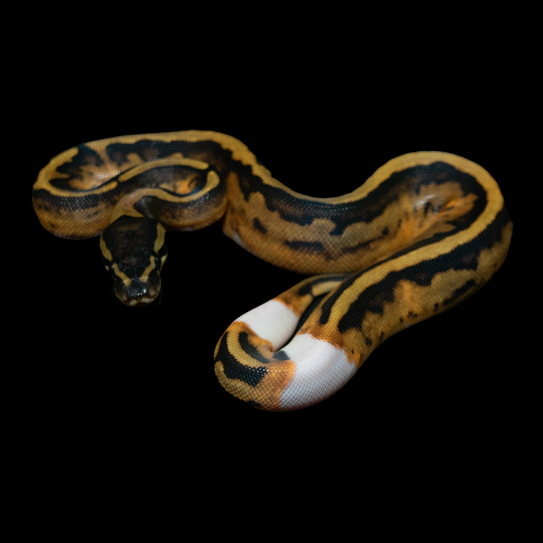 Ball Python (Normal Pied) - 158