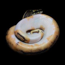 Load image into Gallery viewer, Ball Python (Normal Pied) - 158
