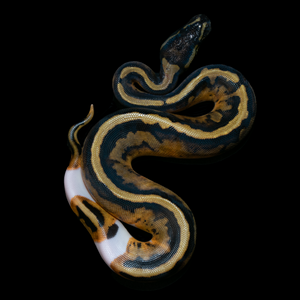 Ball Python (Normal Pied) - 158