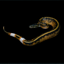 Load image into Gallery viewer, Ball Python (Normal Pied) - 158
