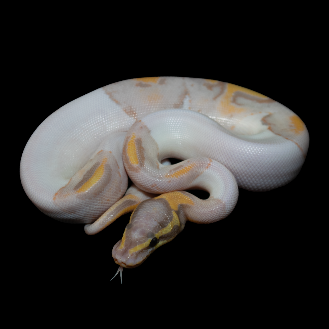 Ball Python (Banana Pied) - 160