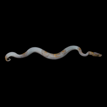 Load image into Gallery viewer, Ball Python (Banana Pied) - 160
