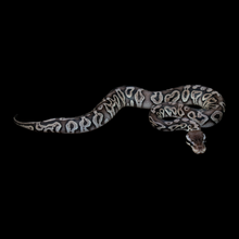 Load image into Gallery viewer, Ball Python (Black Pewter) - 164
