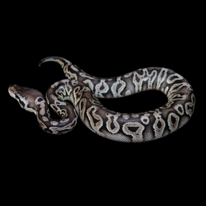 Ball Python (Black Pewter) - 164