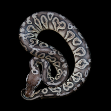 Load image into Gallery viewer, Ball Python (Black Pewter) - 164

