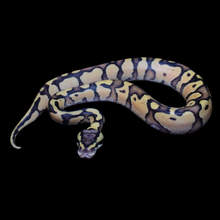 Load image into Gallery viewer, Ball Python (Firefly) - 165

