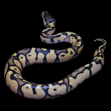 Load image into Gallery viewer, Ball Python (Firefly) - 165
