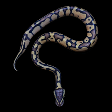 Load image into Gallery viewer, Ball Python (Firefly) - 165
