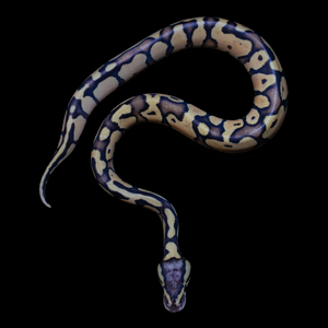 Ball Python (Firefly) - 165