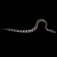 Load image into Gallery viewer, Ball Python (Firefly) - 165
